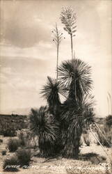 Yucca Plants in Bloom in the Southwest Postcard