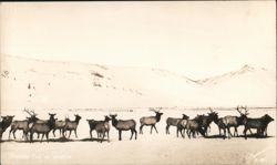 Feeding Elk in Winter Postcard