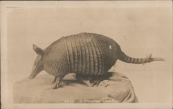 A Francitas Armadilla Postcard