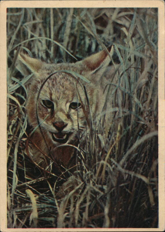 Jungle Cat Kitten Hiding in Grass, Tajikistan B. Ginzreimer