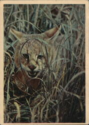 Jungle Cat Kitten Hiding in Grass, Tajikistan Postcard