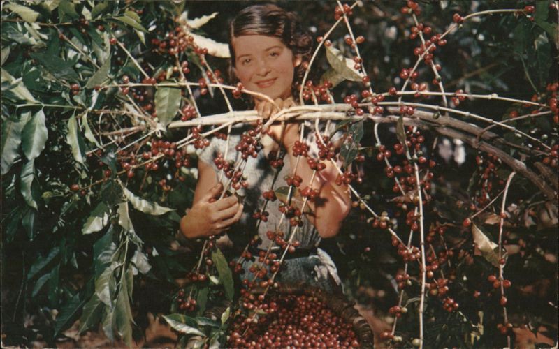 Coffee Picker at Work, Costa Rica Bernabé Monge Actosta