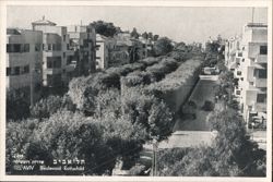 Tel Aviv, Boulevard Rothschild, Tree-Lined Promenade Postcard