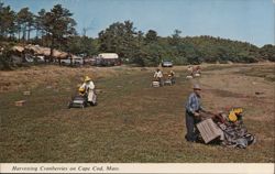 Harvesting Cranberries on Cape Cod, MA Postcard