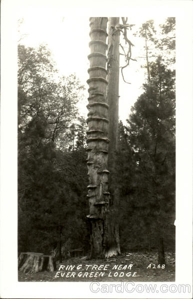 Ring Tree Near Evergreen Lodge Alaska