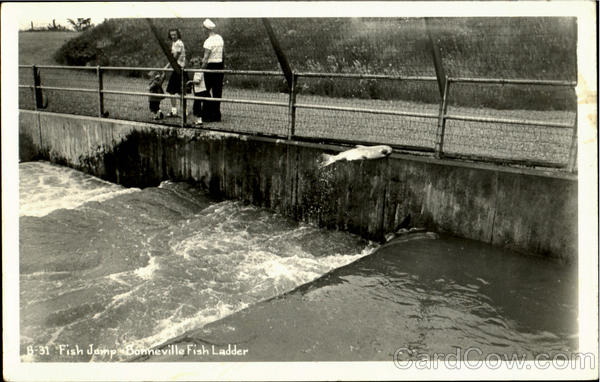 Fish Jump Bonneville Fish Ladder Bonneville Dam Oregon