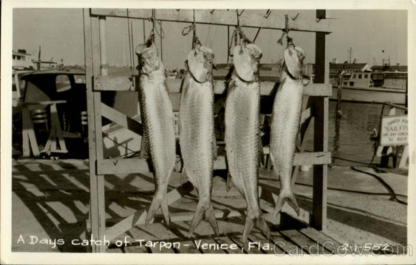 A Days Catch Of Tarpon Venice Florida