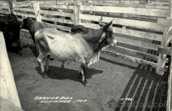 Brahma Bull Kissimmee Florida