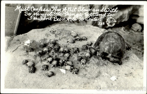 Family of Turtles