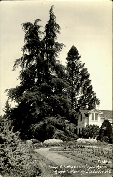 Cedar Of Lebenon In Santa Rosa California
