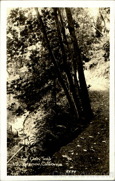 Tan Oak Trail Mount Hermon California