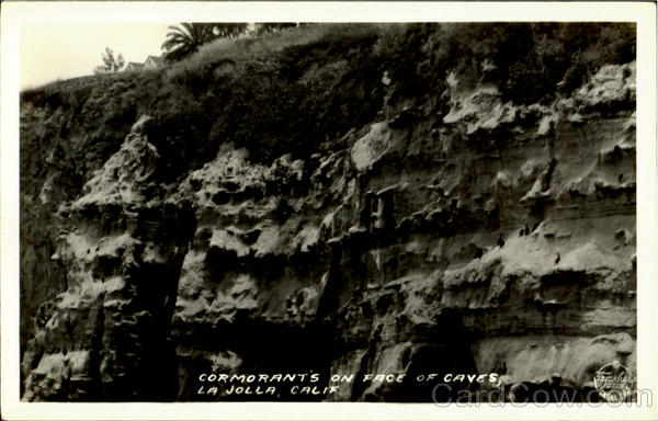 Cormorants On Face Of Caves La Jolla California