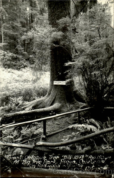 Giant Octopus Tree Redwood Highway California
