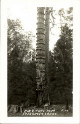 Ring Tree Near Evergreen Lodge Postcard