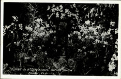 Exhibit In International Orchid Show Postcard