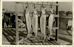 A Days Catch Of Tarpon Postcard