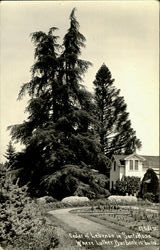 Cedar Of Lebenon In Santa Rosa Postcard