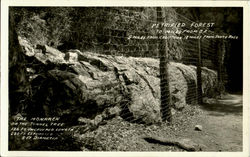 Petrified Forest Postcard