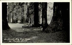 La Honda Big Tree Camp Postcard