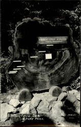 Oldest Coast Redwood, Big Sur State Park Postcard