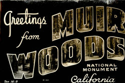 Greetings From Muir Woods National Monument, Muir Woods National Monument Postcard