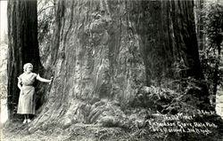 The Old Times, Richardson Grove State Park Postcard