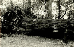 A Fallen Monarch Big Trees, CA Postcard Postcard