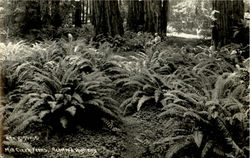 Mill Creek Ferns, Redwood Highway California Postcard Postcard