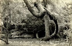 The Trees Of Mystery Postcard