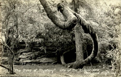 The Trees Of Mystery Redwood Highway, CA Postcard Postcard