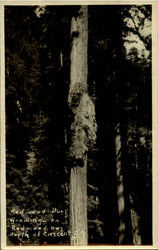 Redwood Burl Growing Redwood Highway, CA Postcard Postcard