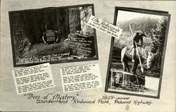 Trees Of Mystery, Redwood Park Postcard