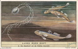 De Zeedruif en de Kleine Grondel, Langs Onze Kust, Oxo No. 6 Trade Card