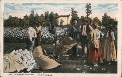Weighing Cotton, New Orleans Postcard