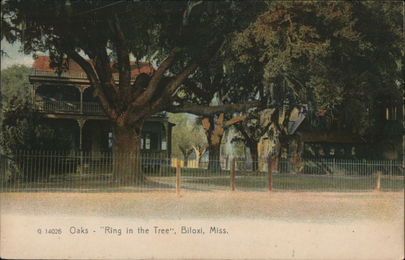 Oaks - Ring in the Tree, Biloxi, MS Mississippi