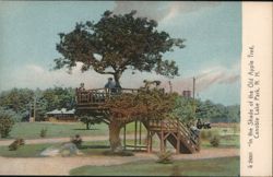 In the Shade of the Old Apple Tree, Canobie Lake Park Postcard