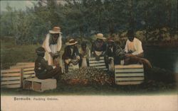 Bermuda, Packing Onions Postcard