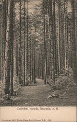 Cathedral Woods, Intervale, NH Postcard