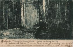 Man Amongst Birches at Idlewild, Sturgeon Bay, WI Postcard