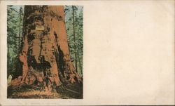 Mother of the Forest, Giant Sequoia Tree Postcard