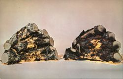 Rustic Arts Electric Fiberglass Logs Postcard