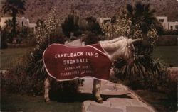 Snowball, America's Most Celebrated Jackass, Camelback Inn Postcard