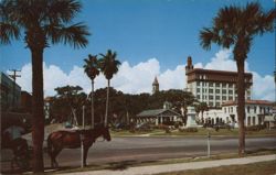 Street Scene with Horse-Drawn Carriages, St. Augustine Postcard
