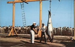 Giant Tuna Weigh-In, U.S. Atlantic Tuna Tournament Postcard