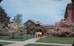 Campus in Spring, The University of Connecticut Postcard