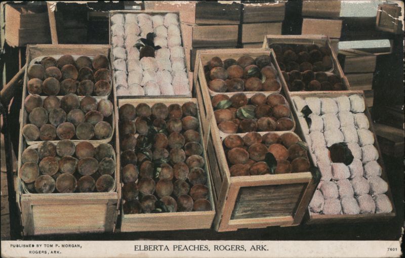 Elberta Peaches in Crates, Rogers, AR Arkansas