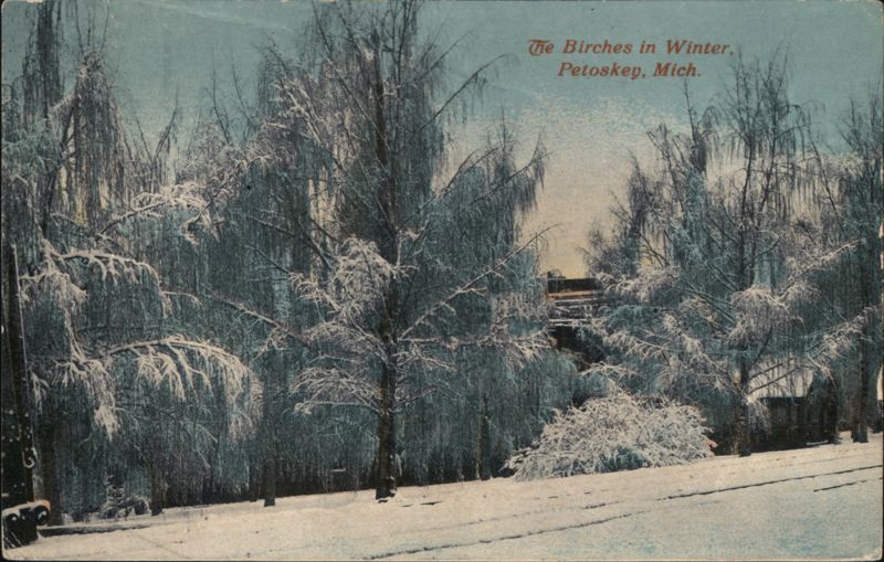 The Birches in Winter Petoskey Michigan