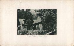Typical Forest at Forest Home Postcard
