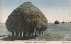 The Marshes, Salisbury Beach Postcard