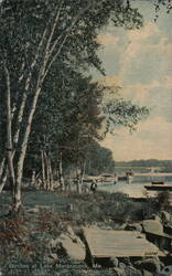 Birches at Lake Maranacook, Me. Postcard
